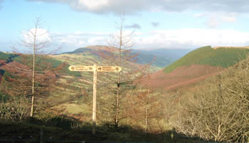 Panoramic view of valley with afforested hill slopes; wooden Tramroad signpost in foreground, with young birch trees